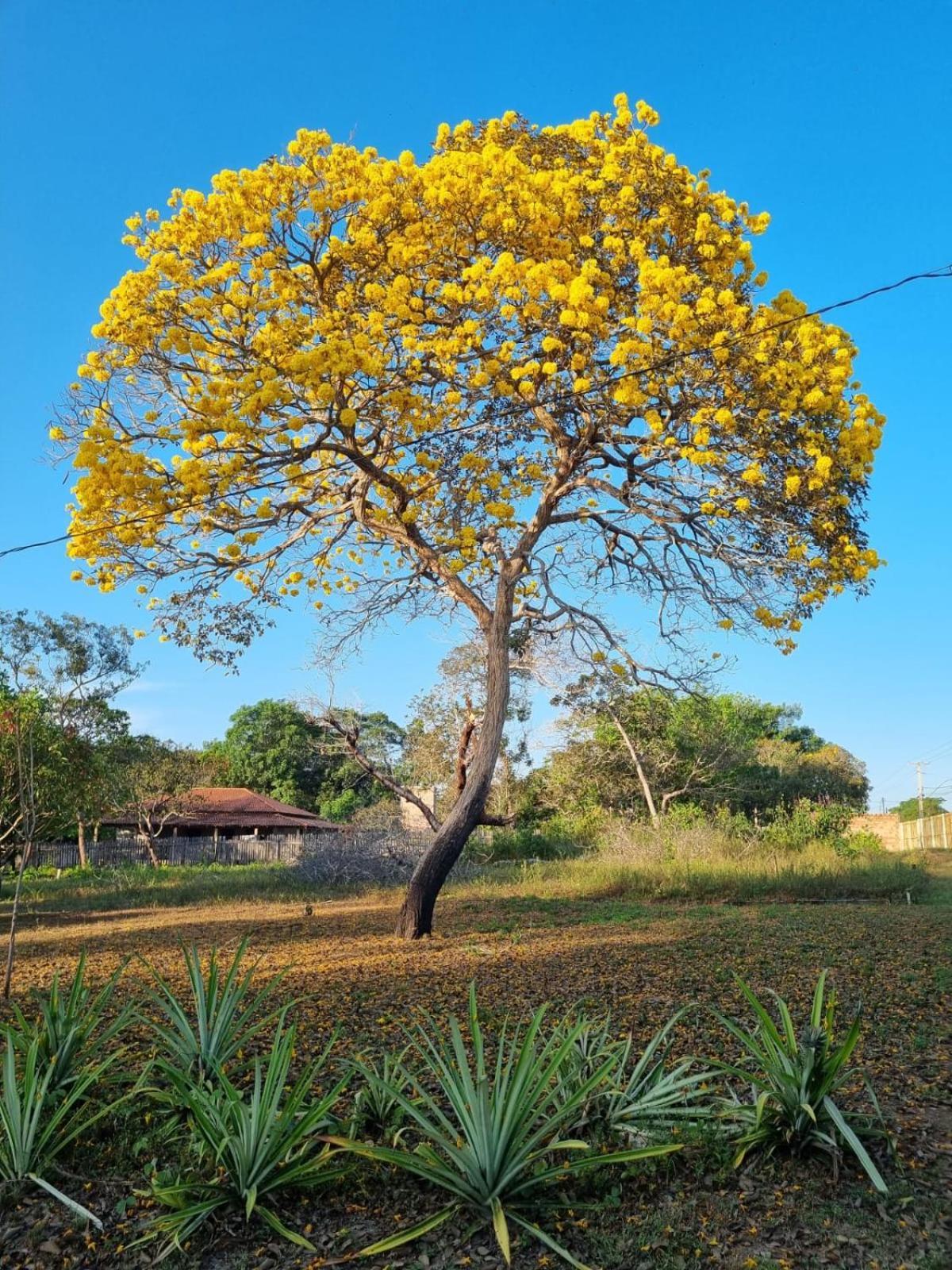 Portobello Santarem