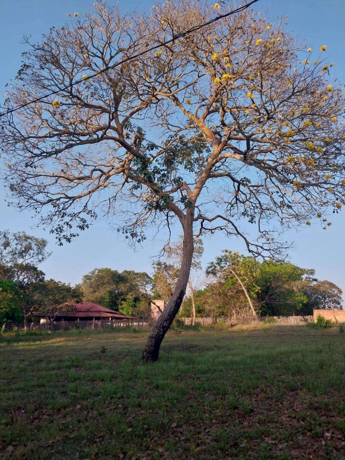 Portobello * Santarém